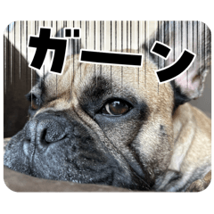 [LINEスタンプ] ぱる5