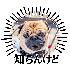 [LINEスタンプ] パグのパ・グぅ