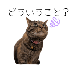 [LINEスタンプ] マイナスねこ
