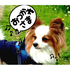 [LINEスタンプ] パピヨンレオの呟き！
