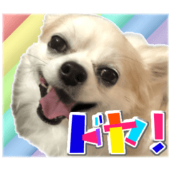 [LINEスタンプ] 賢賢犬（かしこかしこドッグ）4