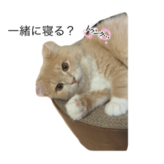 [LINEスタンプ] だいじぃぃん 公開