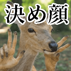 [LINEスタンプ] 決め顔の鹿スタンプ【動物・どうぶつ】