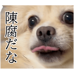 [LINEスタンプ] 表情豊かなポメラニアン(実写)