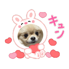 [LINEスタンプ] 3ポメちゃんず♡