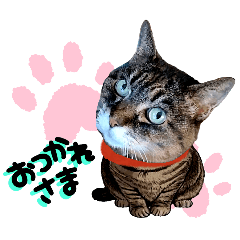[LINEスタンプ] うちのキジトラ＆黒三毛♪