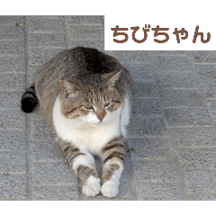 [LINEスタンプ] 猫ちゃんたち休憩ですよ〜