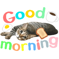 [LINEスタンプ] 猫のすたんぷ。。。6