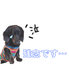 [LINEスタンプ] 愛犬クク