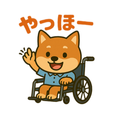 [LINEスタンプ] 柴犬さん(車椅子バージョン②)