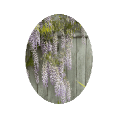 [LINEスタンプ] 藤の花 ふじのはな 動的 スタンプ 2