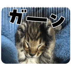 [LINEスタンプ] ベル❤️スタンプ