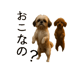 [LINEスタンプ] 踊るシーズーとトイプードル