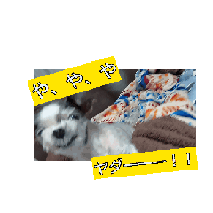 [LINEスタンプ] 動くcoco＆nuts