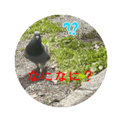 [LINEスタンプ] 動くはとのスタンプ