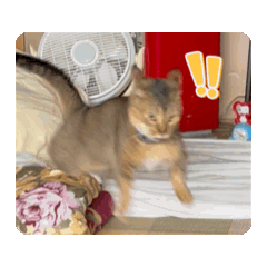 [LINEスタンプ] ミィちゃん☆