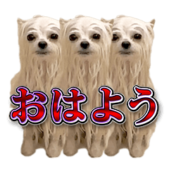 [LINEスタンプ] 使いやすい濡れた犬のスタンプ
