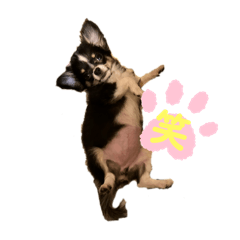 [LINEスタンプ] 我が家の犬と鳥たち♡の画像（メイン）