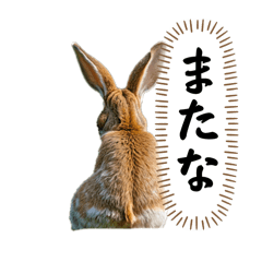 [LINEスタンプ] 目力が強い「クセ強もふもふ動物園」