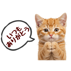 [LINEスタンプ] 可愛い子猫の日常-7