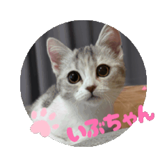 [LINEスタンプ] 動くいぶちゃん