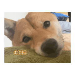 [LINEスタンプ] こむぎしーしー5（？）