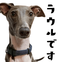 [LINEスタンプ] ぼく、ラウル！