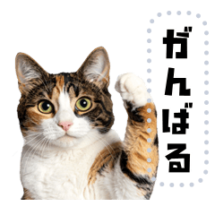 [LINEスタンプ] 日常で使えるリアル猫 メッセージスタンプ
