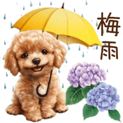 [LINEスタンプ] 雨の日も楽しく！トイプードル梅雨スタンプ