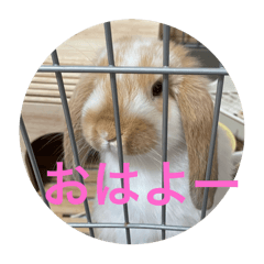 [LINEスタンプ] うさぎのロッピー