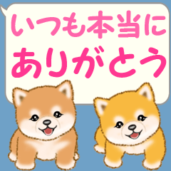 [LINEスタンプ] 気持ち伝える吹き出し ころころ豆柴
