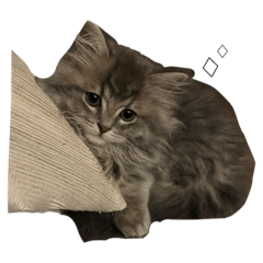 [LINEスタンプ] こんにちは珀（スイ）です