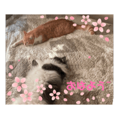 [LINEスタンプ] ねこねこぴのこ7