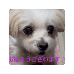 [LINEスタンプ] めりる動くスタンプ