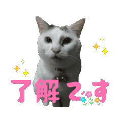 [LINEスタンプ] タマちゃんのつぶやきスタンプ