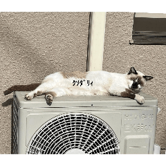 [LINEスタンプ] 呑気な猫たち