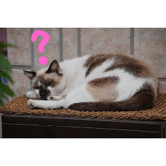 [LINEスタンプ] にゃニャンダーの画像（メイン）