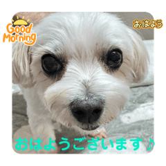 [LINEスタンプ] めりる250512