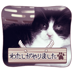 [LINEスタンプ] うちのnekoシリーズ3