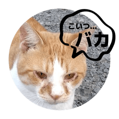 [LINEスタンプ] うちのnekoシリーズ4