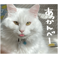 [LINEスタンプ] うちの和菓子にゃんこ2