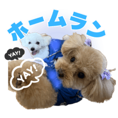 [LINEスタンプ] 野球応援withトイプードル