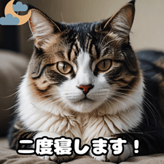 [LINEスタンプ] 週末の猫ちゃん