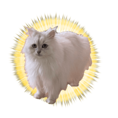 [LINEスタンプ] ひとことねこちゃんず