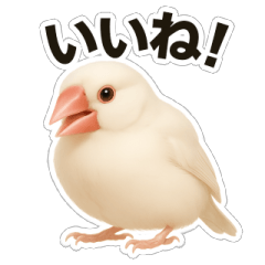 [LINEスタンプ] 毎日使える！リアル文鳥スタンプ