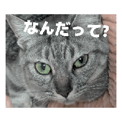 [LINEスタンプ] 犬猫もろもろスタンプ