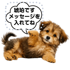 [LINEスタンプ] できる不動産営業犬 琥珀のメッセージ