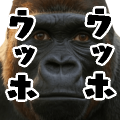 [LINEスタンプ] ウッホウッホ頑張るゴリラ【爆笑・面白い】