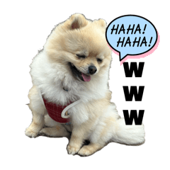[LINEスタンプ] ポメラニアンのハルちゃん☆日常・挨拶