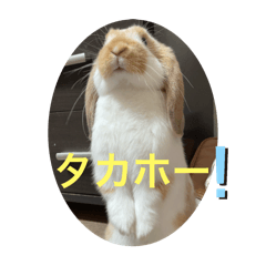 [LINEスタンプ] うさぎのロッピー 応援ver